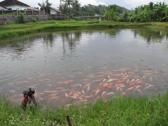 Budidaya Ikan Nila Sistem Polikultur