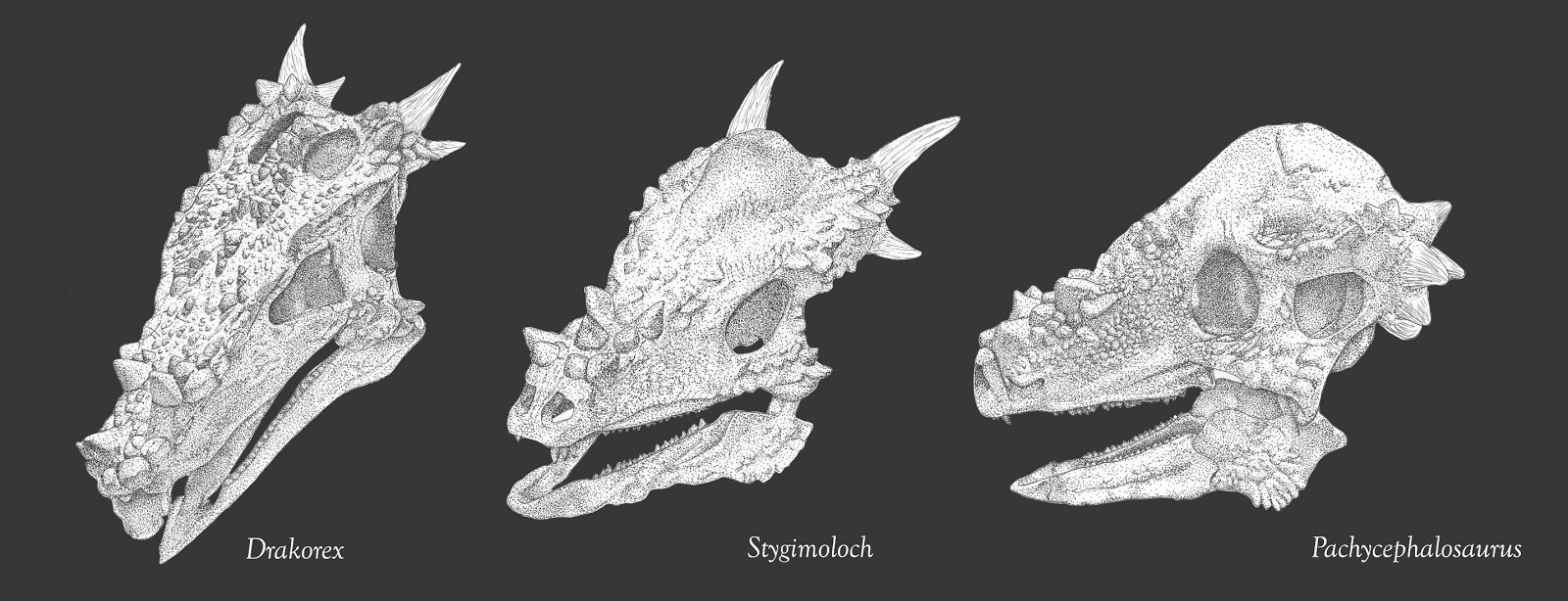 Evolutionary Vertebrate Zoology: March 2013