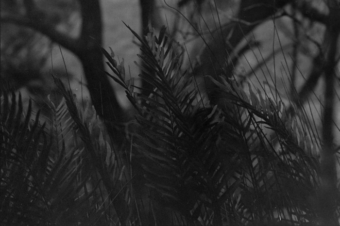 kodak 400tx om-1 film camera