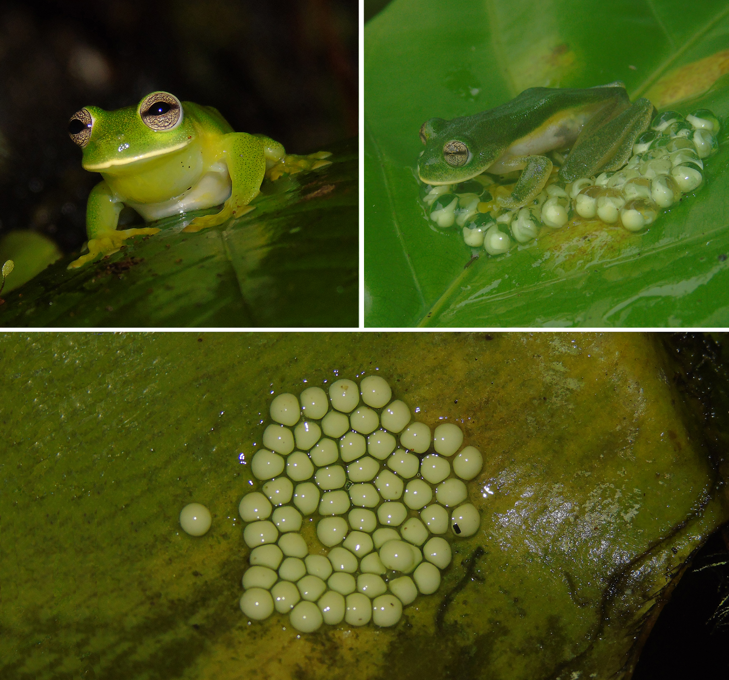 Species New to Science [Herpetology • 2019] Ikakogi ispacue • The