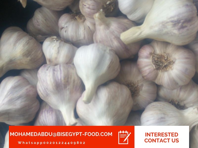 Faster garlic wholesale