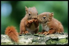Cute+baby+squirrels.jpg