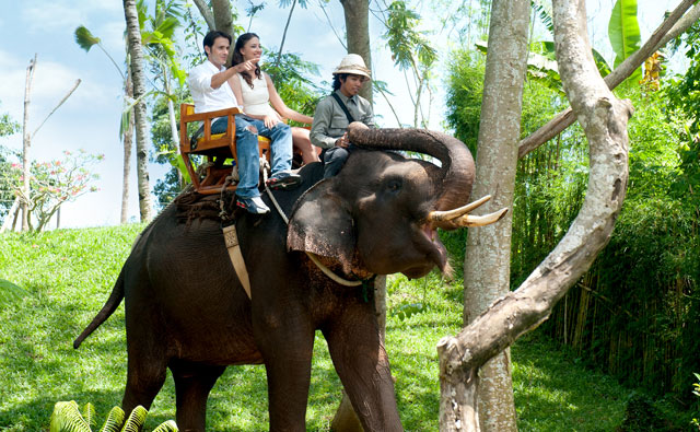 Bali Zoo Park Elephant Expedition - Singapadu, Sukawati, Gianyar, Bali, Sightseeing, Trip, Attractions, Bali Zoo Park, Packages