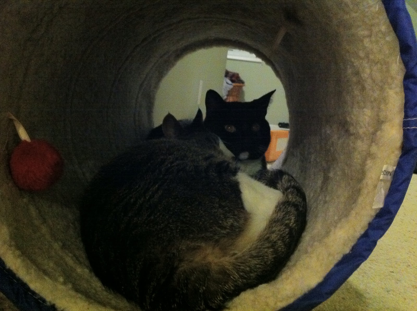 Cat's Eye Sewer Cats