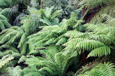 ferns devonian tree evolution life australia trees