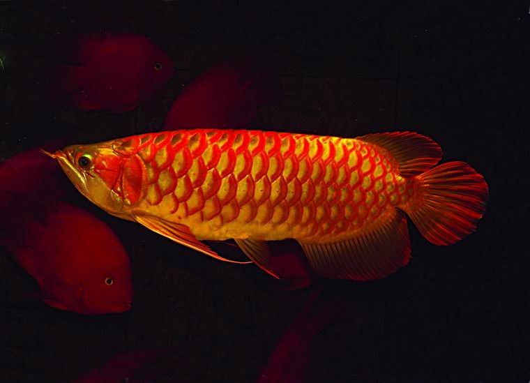 harga termahal arwana super red monkey bisnis