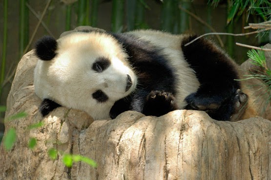  Gambar Panda Lucu Serta Asal Usul Panda Ayeey com