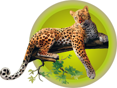 Yaguar (Panthera onca)