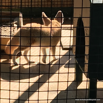 fennec fox in zoo at Sawgrass Recreation Park in Weston, Florida