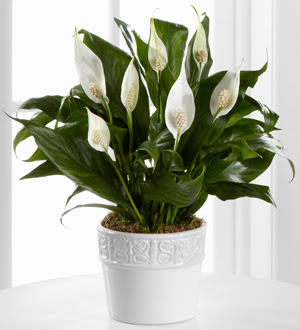 Pollution Control with Peace Lily Plant