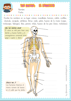 Actividad para imprimir de los huesos, el esqueleto: cráneo, costillas, húmero, cúbito, mandíbula, cadera, vértebras, fémur, tibia, peroné, falanges by @evacreando 