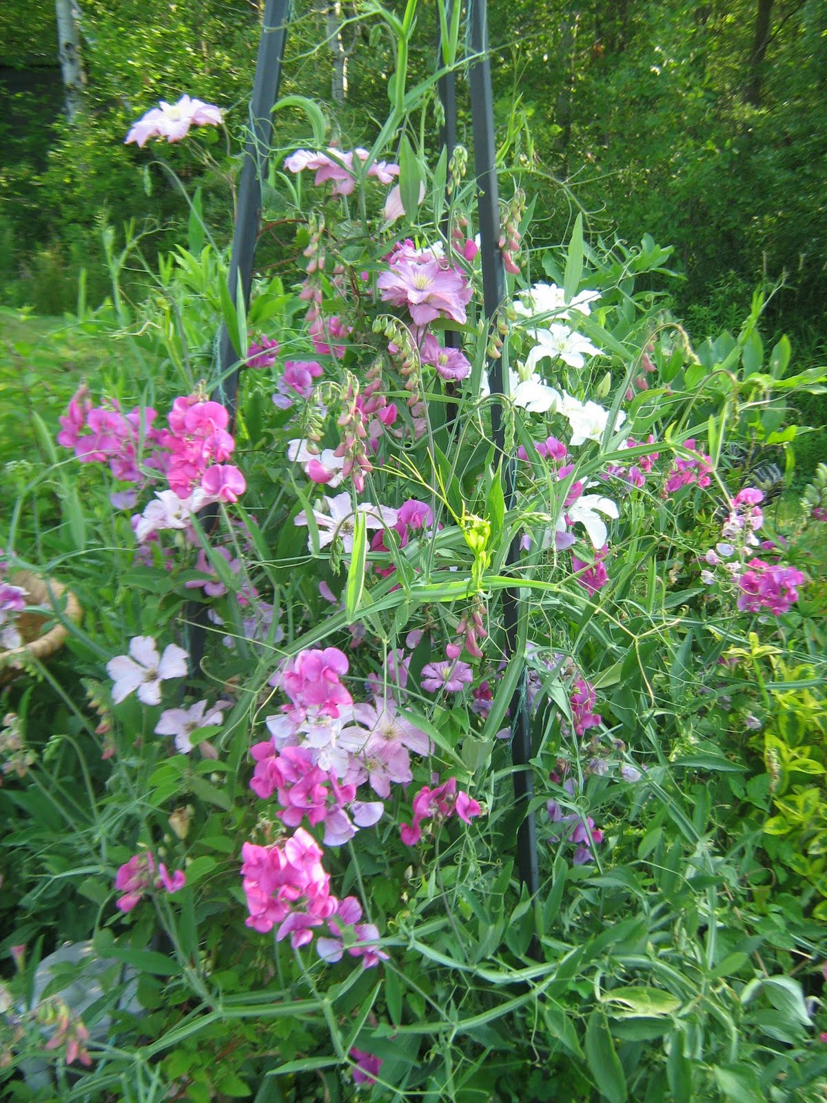 The Musical Gardener Mid Summer Flowers