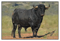 Resultado de imagen de toros en azpeitia 2018