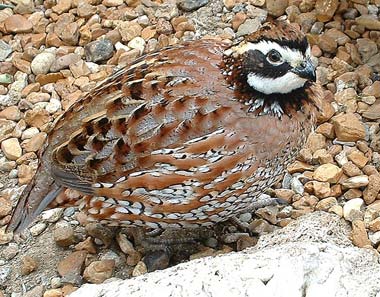 quail bob bird quails animal bobwhite wildlife