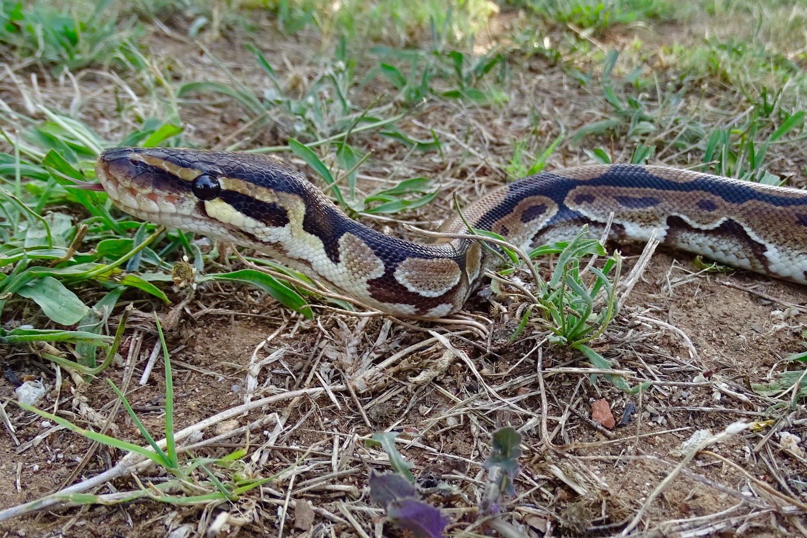 SERPIENTES DE TODO EL MUNDO BOAS Y PITONES