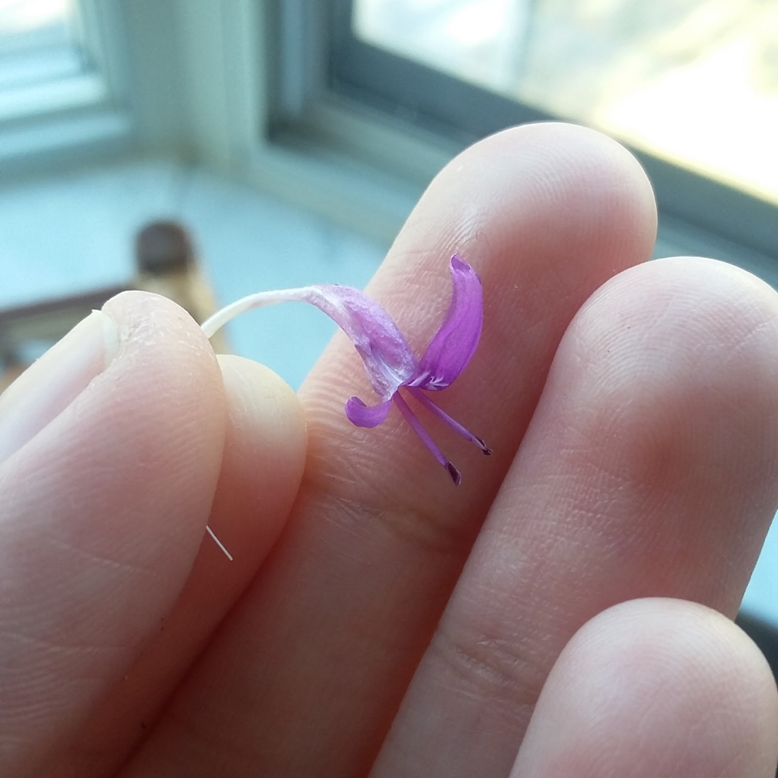 Todays Naturalist: Flowering Polka-dot Plant, H. Phyllostacha