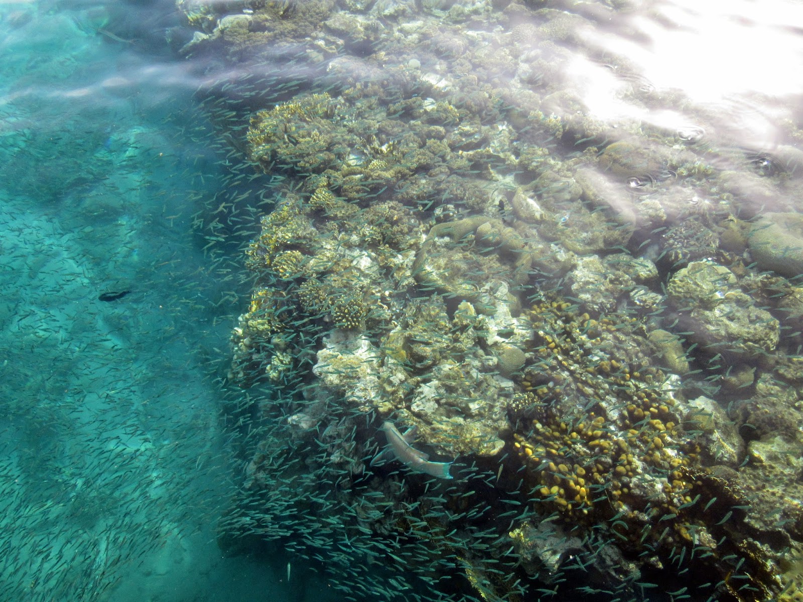 Eilat Reciful De Corali Din Marea Ro ie Xcursii Prin ara Sf nt 