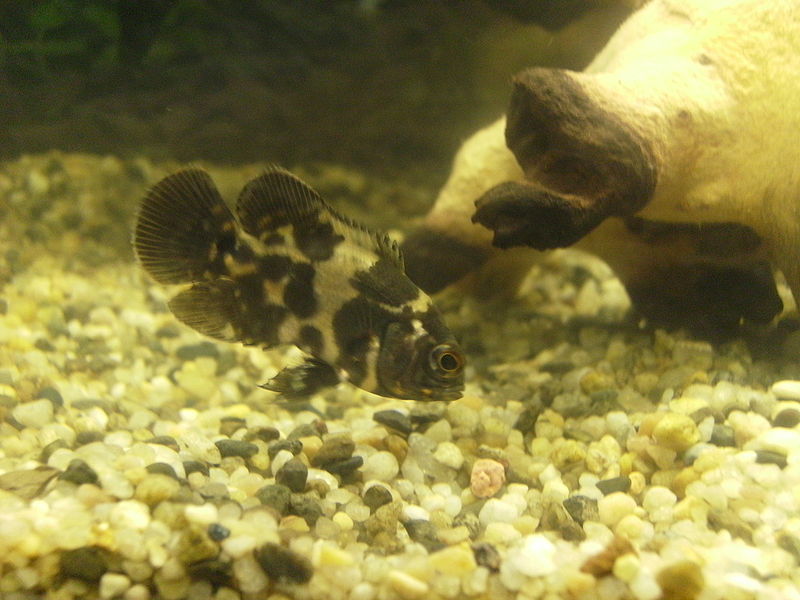 Nature Lover Oscar Fish