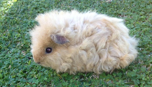 curly haired guinea pig