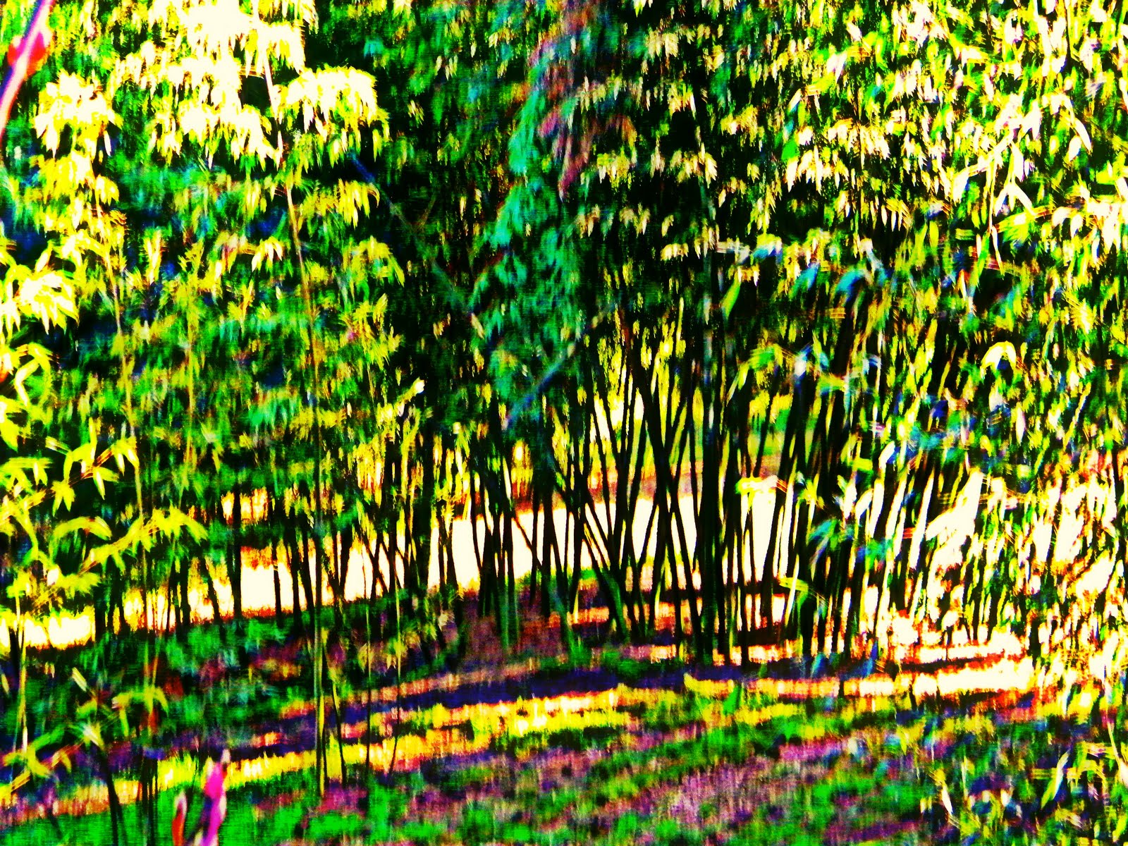 PHOTO DUMP Oregon Bamboo Garden North Plains Oregon