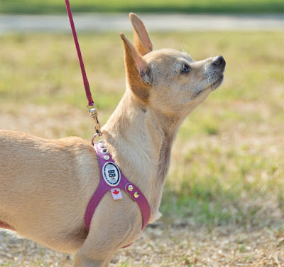 Choke-free safe dog harness