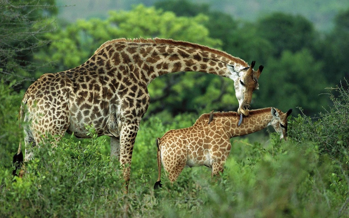 Giraffe Mother Love