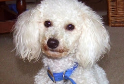 Is Walmart Insulin Ok For Pets Dvm 360
