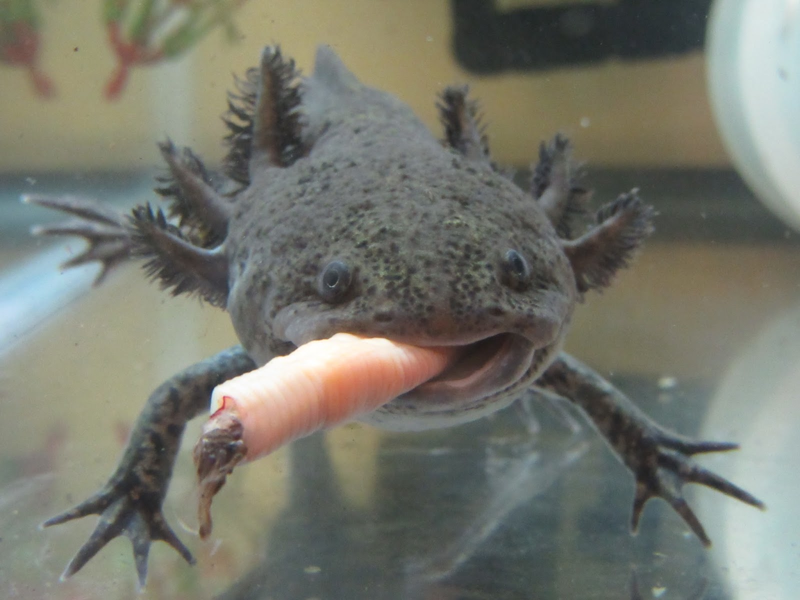 Axolotls Eat