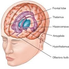 HUMAN BRAINS 