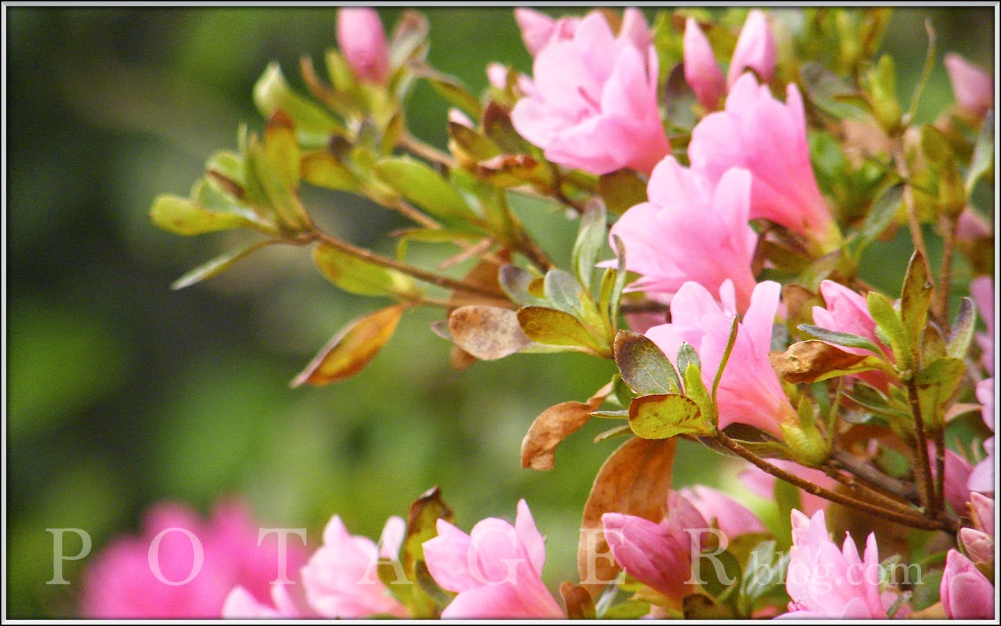 P O T A G E R: Protecting Plants from a Hard Freeze