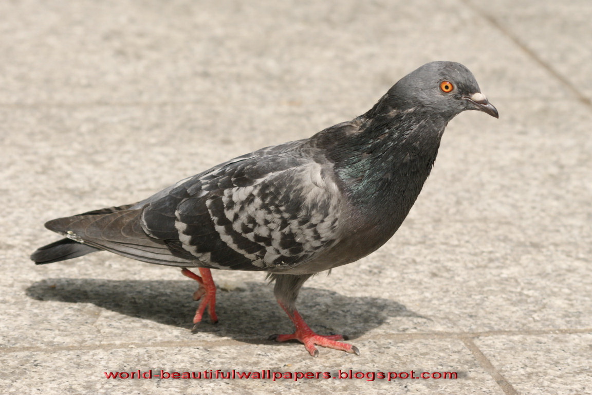 Голубь кивает. Голова голубя. Походка голубя. Кивание головы голубей