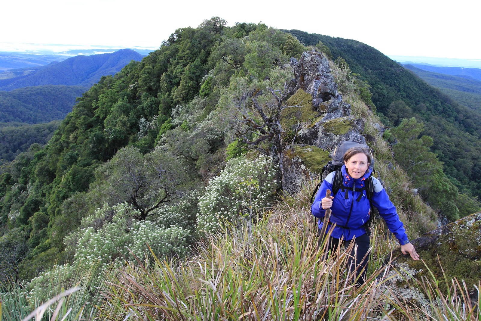 awildland A Royal Affair Mt Royal National Park
