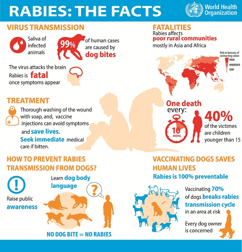 Rabies infographic