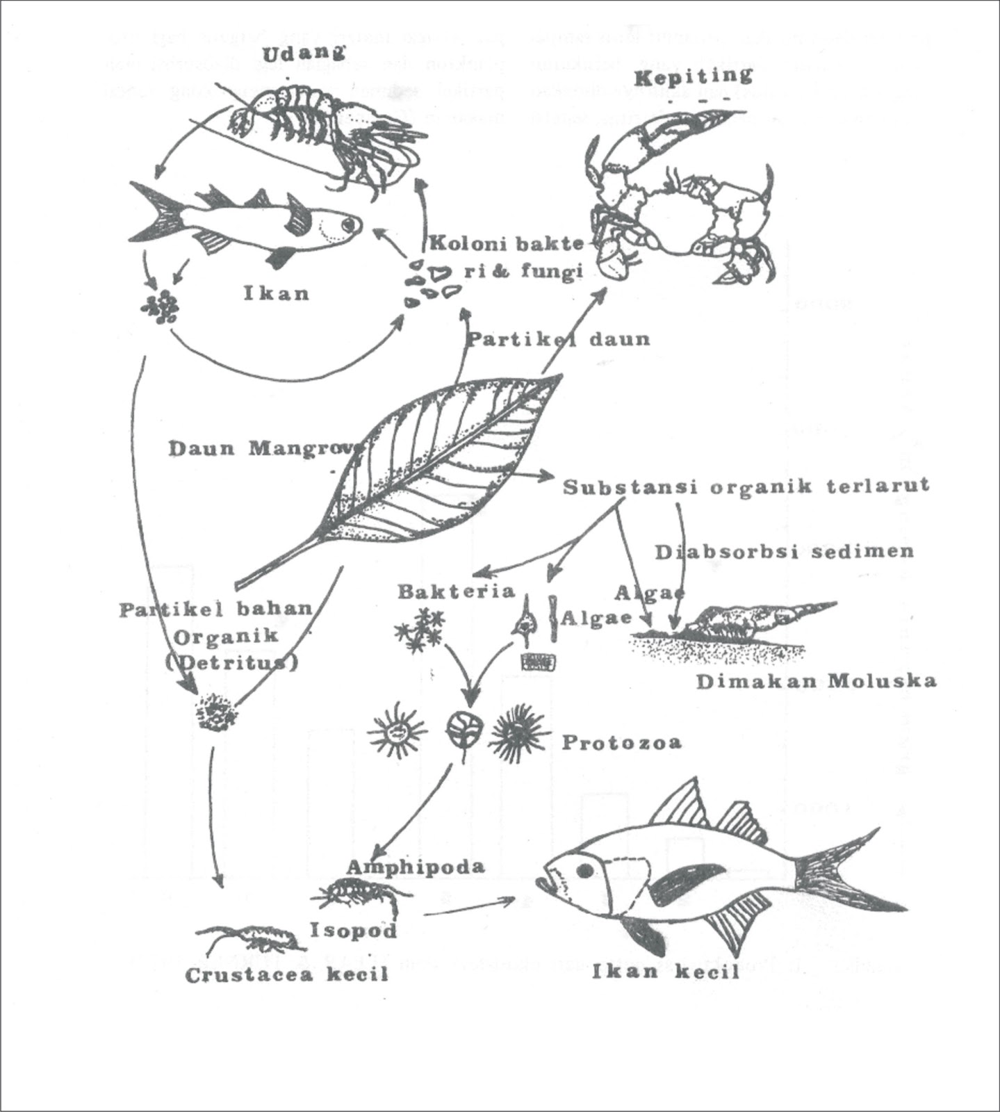 Gambar Rantai Makanan Detritus - Pengertian, Komponen, dan Macam macam
