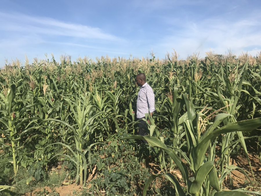 CATCH UP CHAMISA IN THE VILLAGE Mafaro