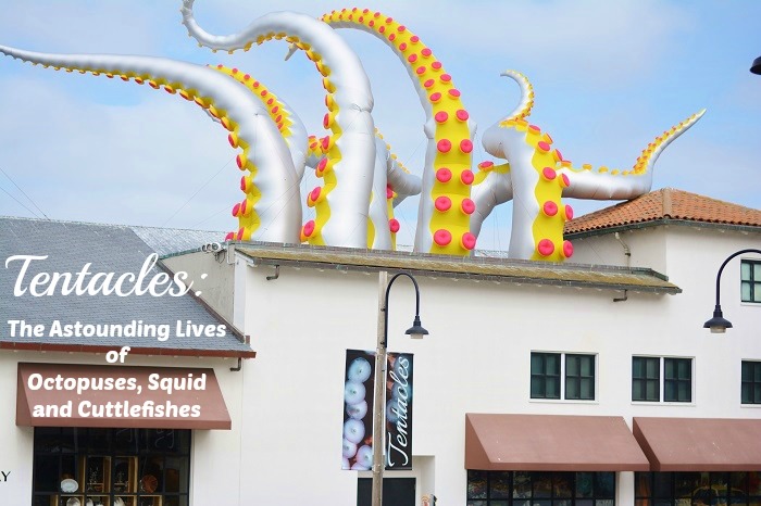 New #Tentacles exhibit at the #Monterey Bay Aquarium features the astounding lives of octopuses, squid and cuttlefishes. #travel #familytravel