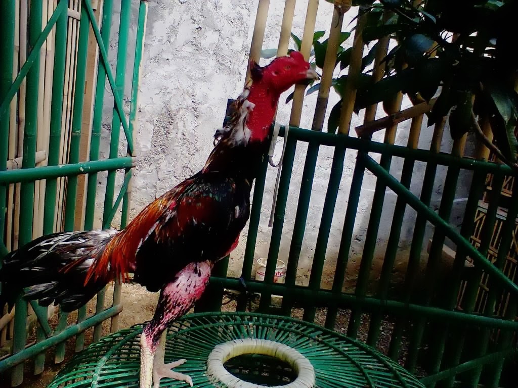  Gambar  ayam  bangkok aduan  Si Kuncung Ayam  Bangkok 