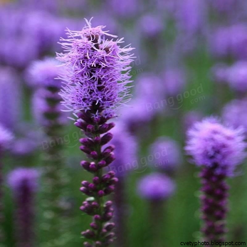 Цветы фиолетового цвета названия и фото. Растение с сиреневыми цветами. Цветы с фиолетовыми соцветиями. Фиолетовые цветы названия. Фиолетовые цветы.