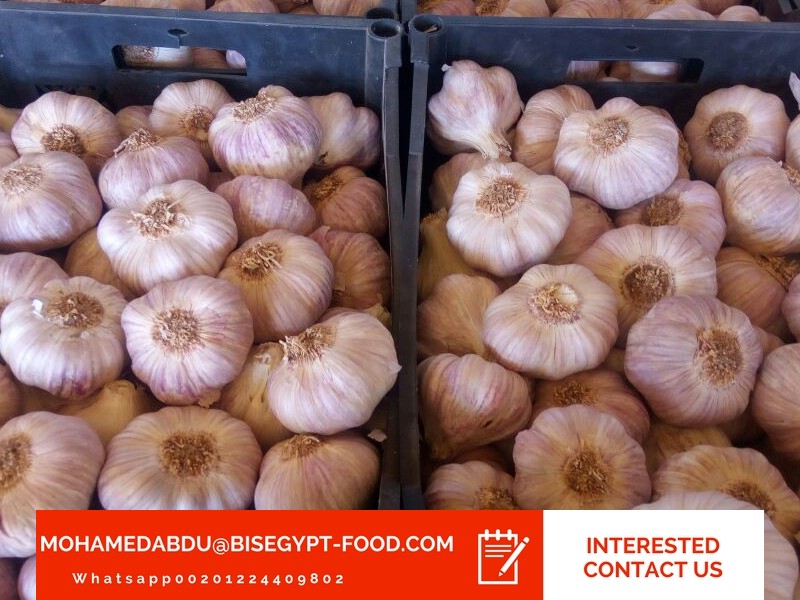 garlic wholesale price