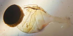 black cap pilobolus sporangia