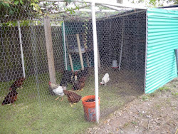 pvc pipe diy homesteading project chicken coop stealth