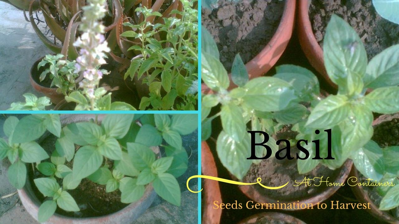 Veggies Home Kitchen Garden Basil Seed Germination to Harvest Seeds