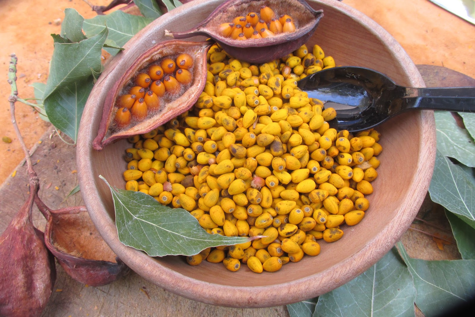 Voice In The Wilderness The Kurrajong Tree from DownUnder