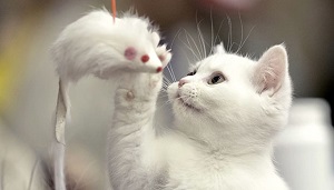 Kumpulan Gambar Kucing Lucu Imut Edisi Terbaru Kata Mutiara Tidak