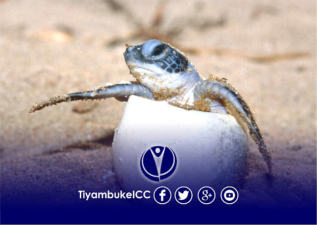 Tiyambuke 2016 - What Sea Turtles Can Teach Us About Our Pursuit Of Finding Our Gifts
