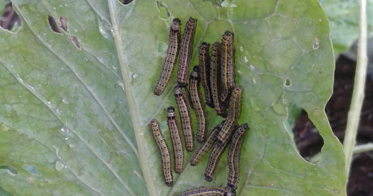 My Tropical Organic Garden Caterpillar Pest Control for Small Organic