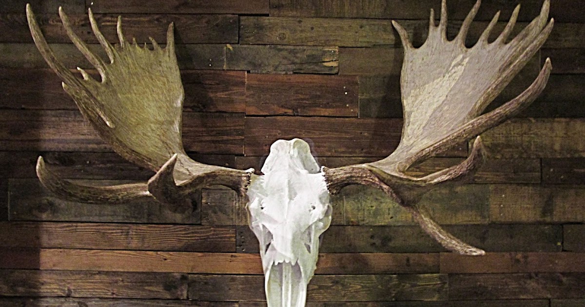 European Mount Taxidermy Utah