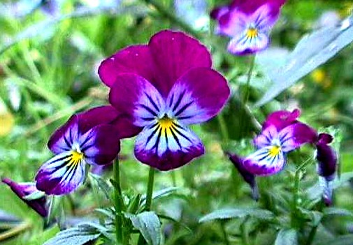 Violeta (Viola odorata) - Klima Naturali™