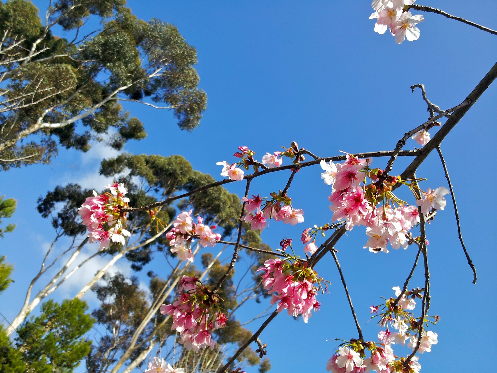 C & C Balboa Park Cherry Blossom Festival