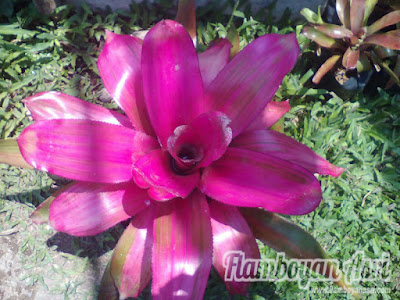 Tukang Taman Surabaya Jual Bromelia Neored